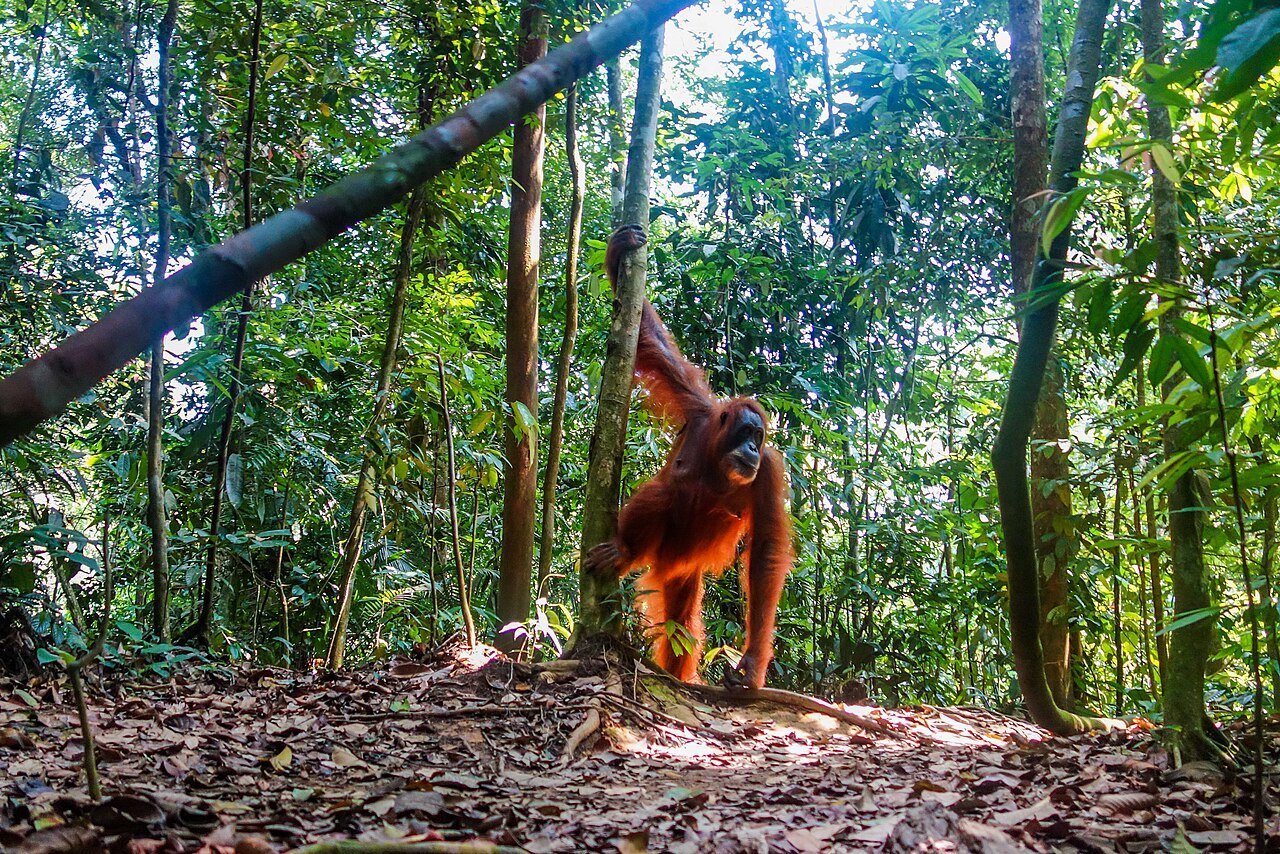 An adult orangutan in the Bukit Lawang forest – Visions of Domino, CC BY 2.0, via Wikimedia Commons