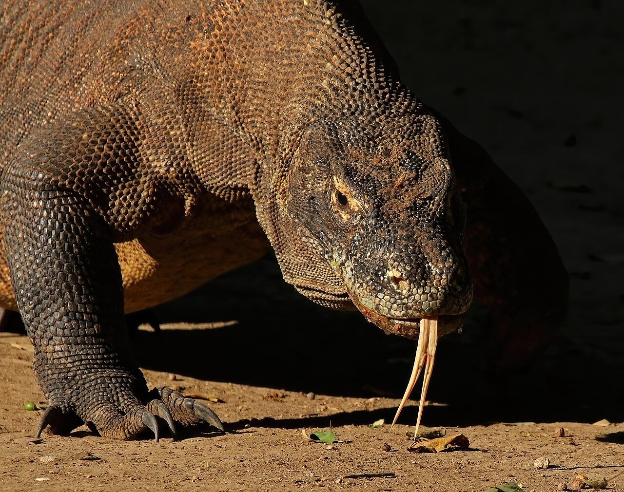 Dragon de Komodo