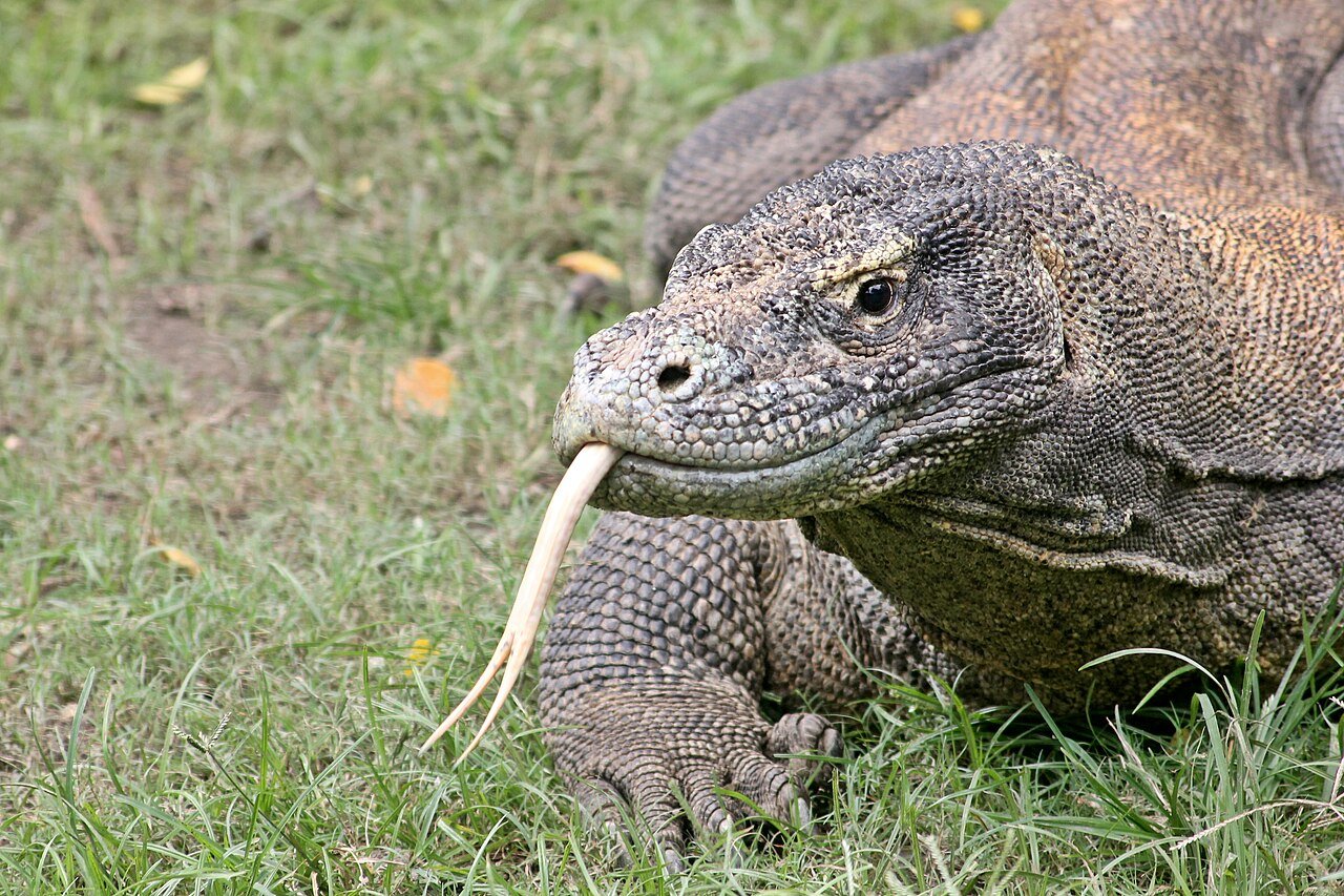 Un varan allongé dans l'herbe – Sulthon Nurur Rizki, CC BY-SA 4.0, via Wikimedia Commons