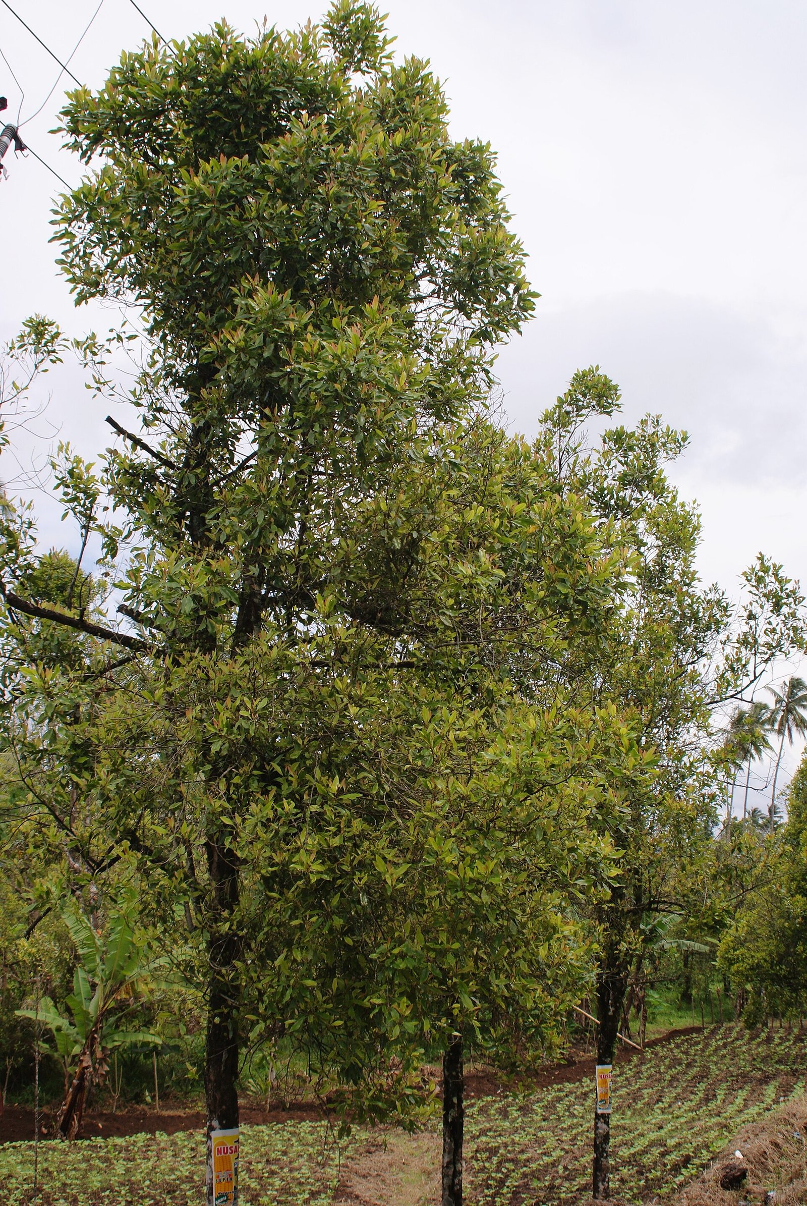 Plantation de girofliers en Indonésie – Midori, CC BY-SA 3.0, via Wikimedia Commons