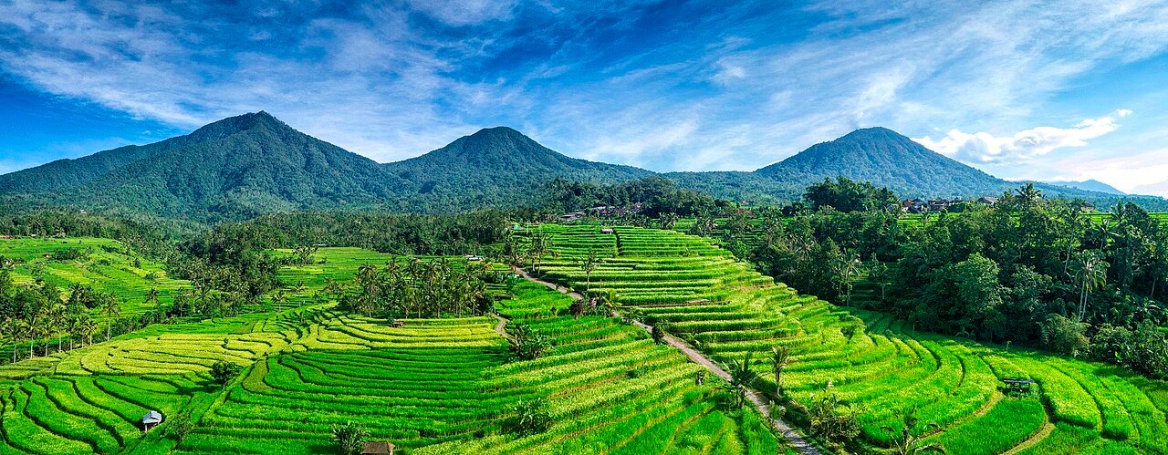 Jatiluwih rice terraces under sunny skies – Imacim, CC BY-SA 4.0, via Wikimedia Commons