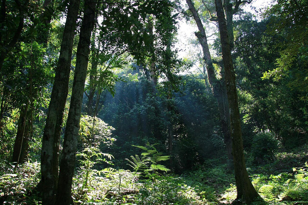 Jungle de Kalimantan dans le parc national de Gunung Palung – Tom from the Netherlands, CC BY-SA 2.0, via Wikimedia Commons