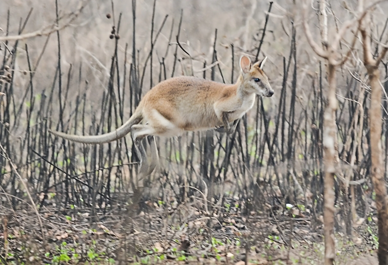 Kangourou dans le parc de Wasur – TN Wasur, Kementerian Lingkungan Hidup dan Kehutanan Republik Indonesia, domaine public, via Wikimedia Commons