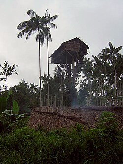 Maisons dans les arbres du peuple Korowai – ♪ ~ from Jayapura, Indonesia, CC BY 2.0, via Wikimedia Commons