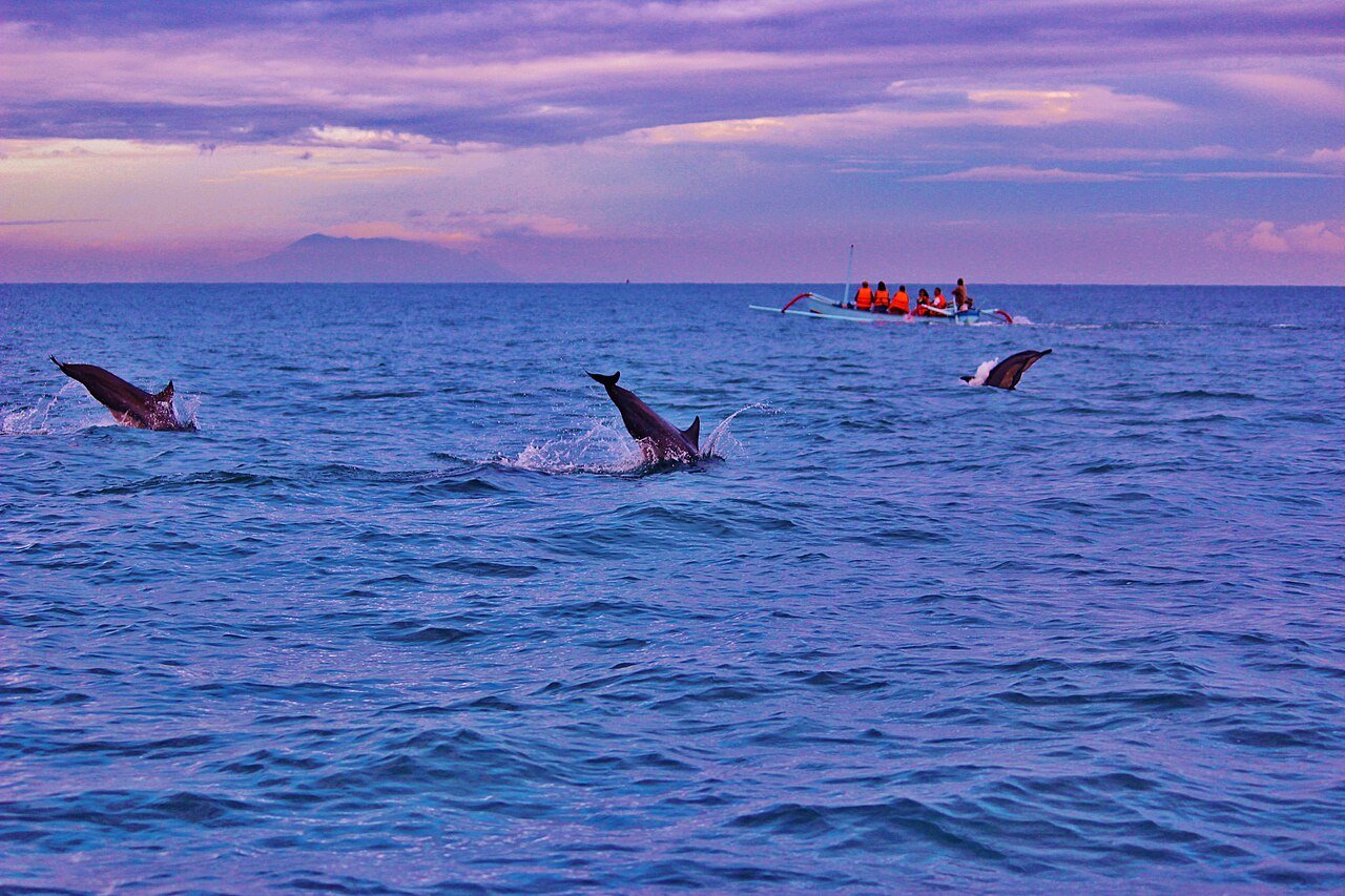 Dolphins leaping out of the water during a morning boat trip in Lovina – Michelle Maria, CC BY 3.0, via Wikimedia Commons