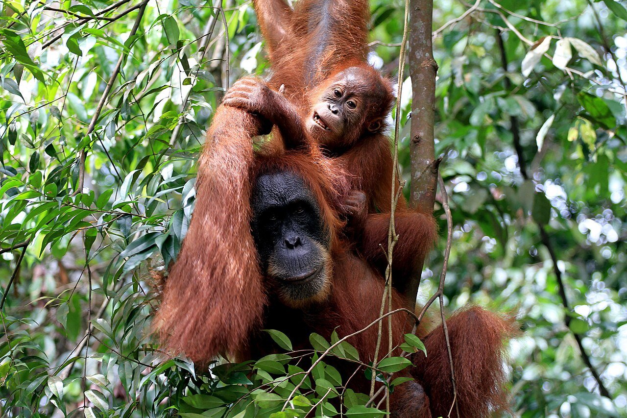 A baby orangutan and its mother in the Sumatran jungle – Arifinal0109, CC BY-SA 4.0, via Wikimedia Commons
