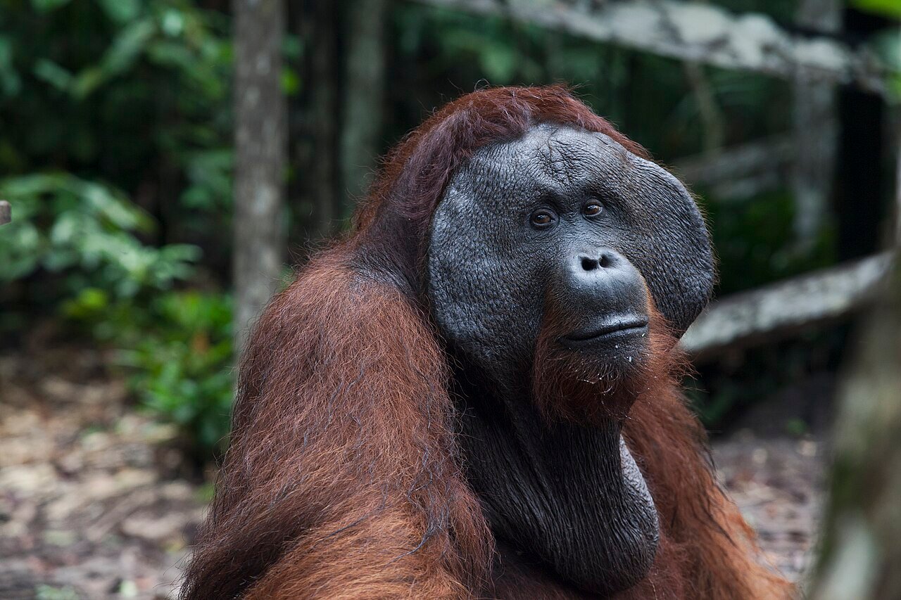 Gros plan d'un mâle orang-outan à Tanjung Puting – George Arif Kurniawan, CC BY-SA 4.0, via Wikimedia Commons