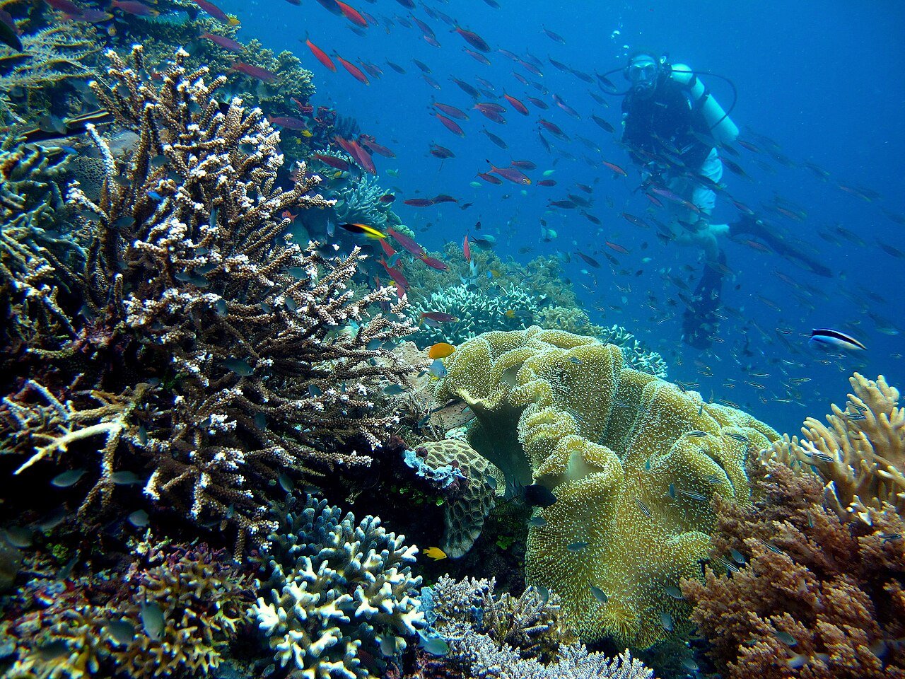Un plongeur sur la côte de l'île de Piaynemo à Raja Ampat – Rizalubun, CC BY-SA 4.0, via Wikimedia Commons