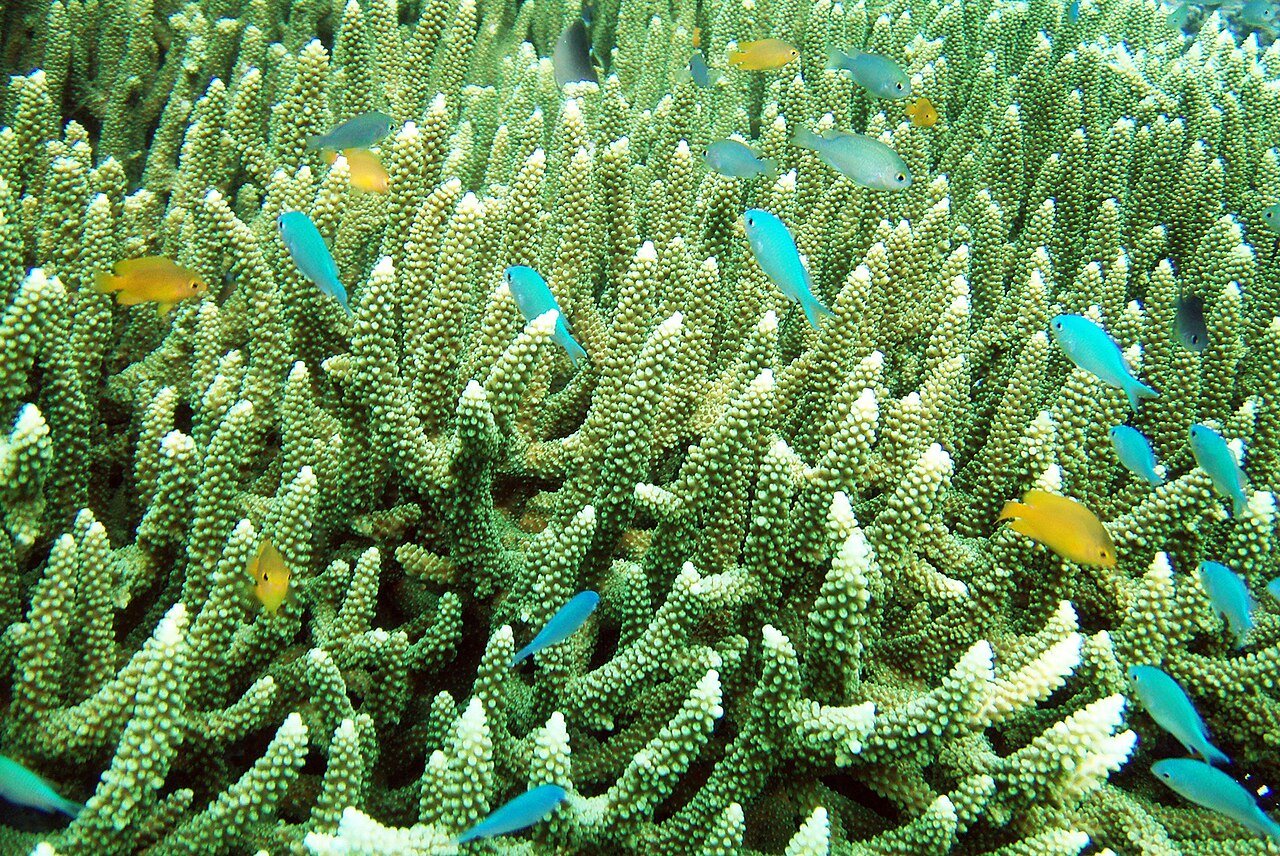 Plongée à Raja Ampat en Papouasie – Hulivili Pro-Mitglied, CC BY 2.0, via Wikimedia Commons