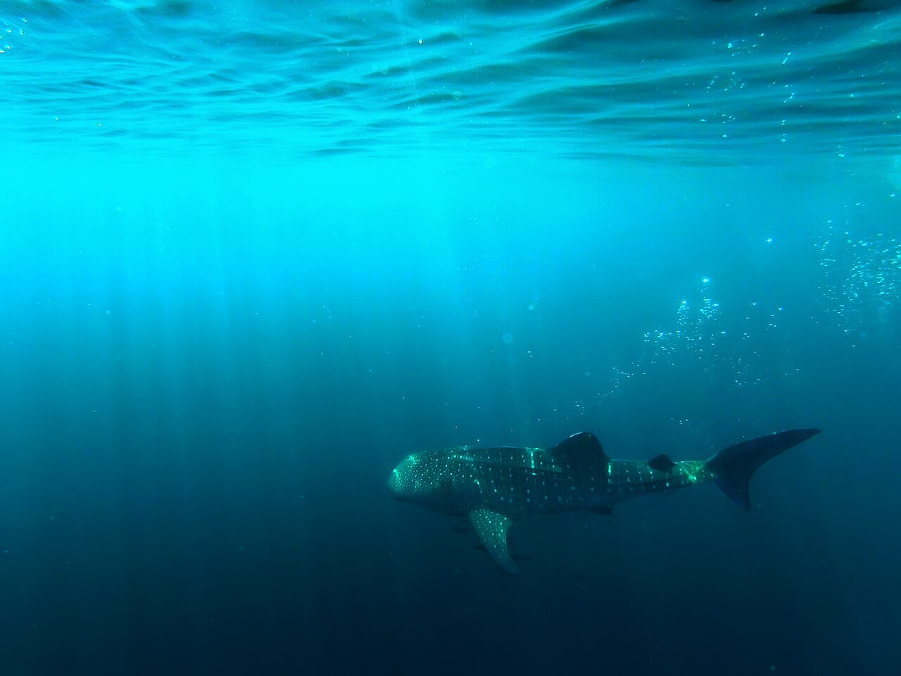 Requin baleine photographié à Cenderawasih – Rogistira, CC BY-SA 4.0, via Wikimedia Commons