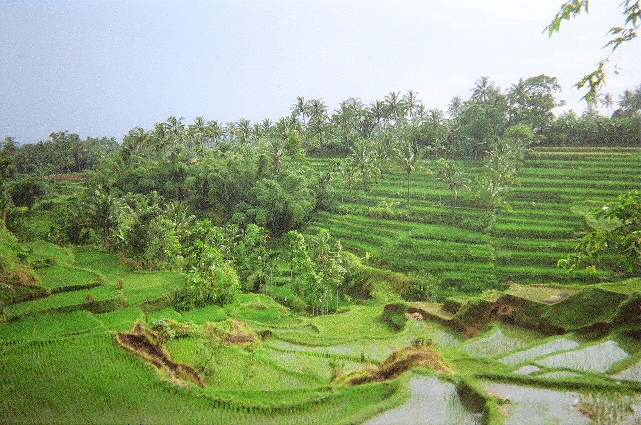 Rizières en terrasse de Tetebatu à l'est de Lombok – Jon Evans from Toronto, Canada, CC BY 2.0, via Wikimedia Commons